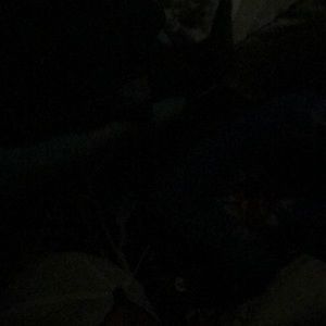 Meet your Posher, Chloe